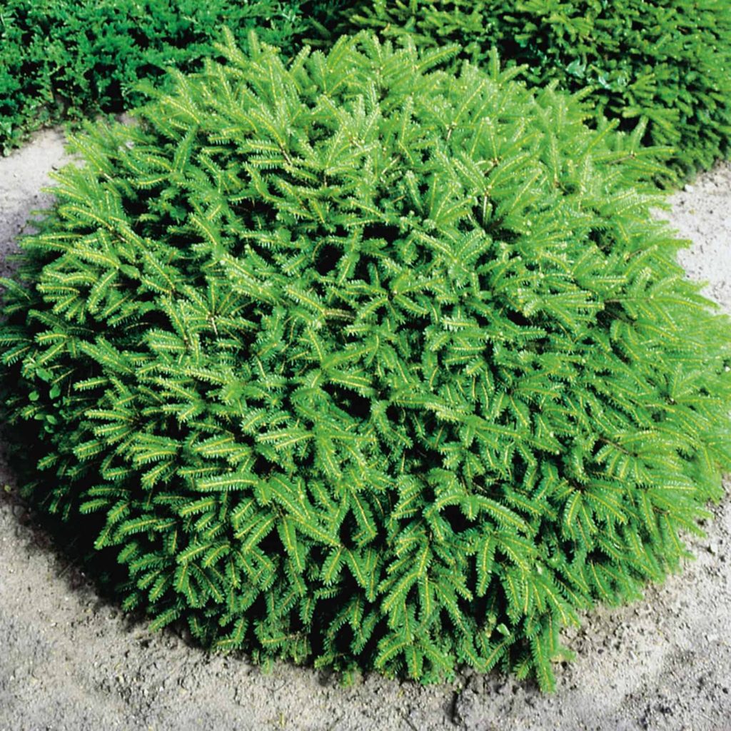 40009198-1024x1024 Ель обыкновенная Нидиформис "Nidiformis" d 26-28 — изображение 1