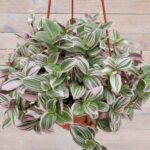 Традесканция Квадриколор кашпо d23 — изображение 2