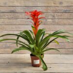 Гузмания старкримсон d14