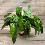 Спатифиллум Ваин Грейд B d12