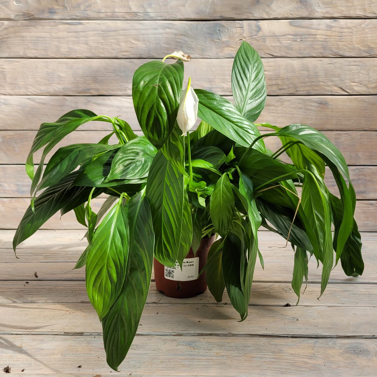 503fb8a6-b388-4c81-92e5-5a9f49ba6fc6 Спатифиллум Ваин Грейд B d12 — изображение 1