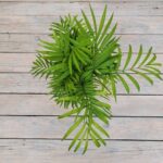 Хамедорея "Chamaedorea" d12 — изображение 2