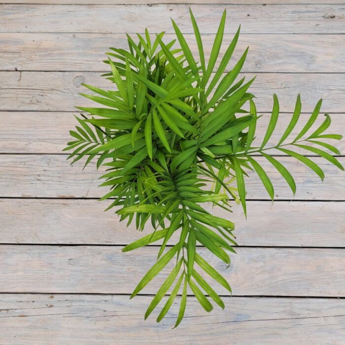 54f1f3c1-45c1-417c-8e26-fa63812ffec8 Хамедорея "Chamaedorea" d12 — изображение 2