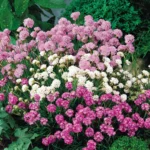 Армерия микс d12