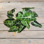 Алоказия Литл Фейри d11 — изображение 2