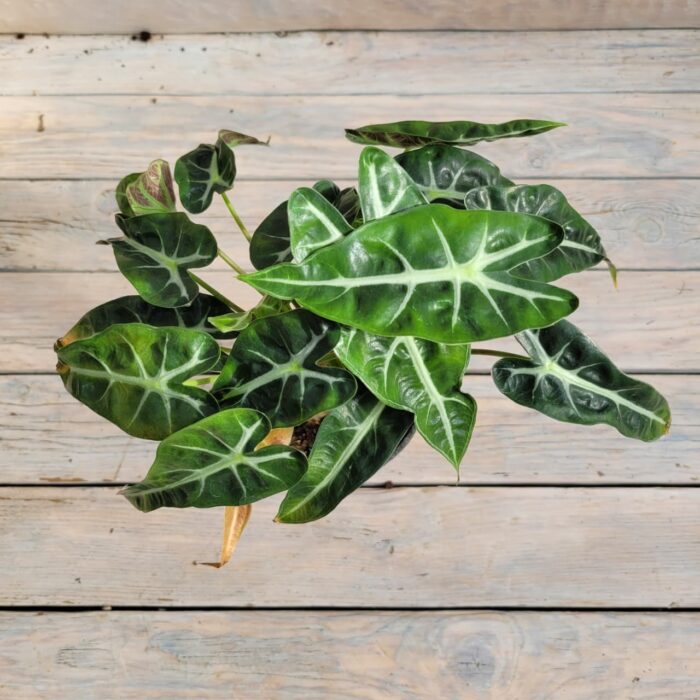 Алоказия Литл Фейри d11 — изображение 2