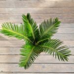 Цикас смол d12 — изображение 2