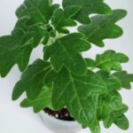 Плектрантус дуболистный кашпо d23