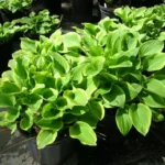 Хоста Голден Тиара "Golden Tiara" d22 (5л)