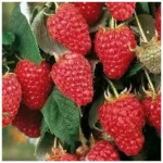 Малина Терентий 2л