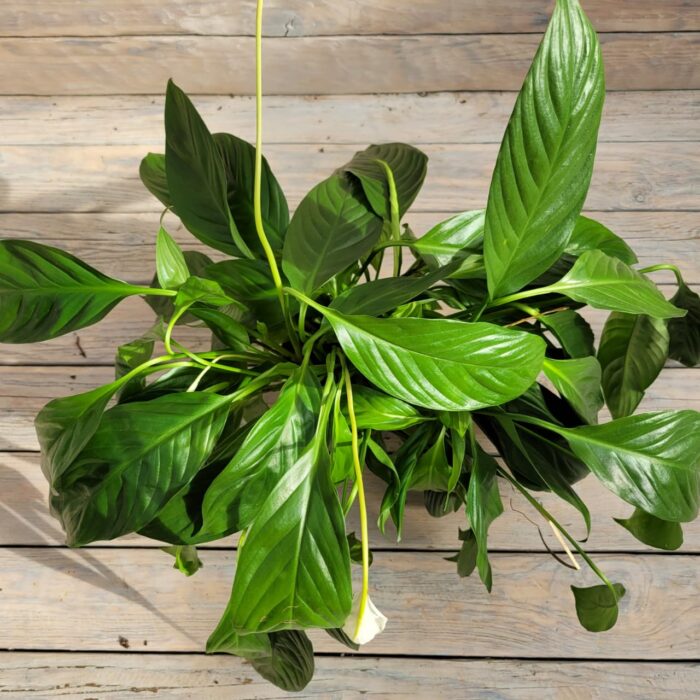 Спатифиллум Ваин Грейд B d12 — изображение 2