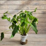 Алоказия Литл Ангел гидропоник d11