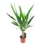 Юкка комнатная d15