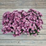 Хризантема Мультифлора балконный ящик 40 см — изображение 2