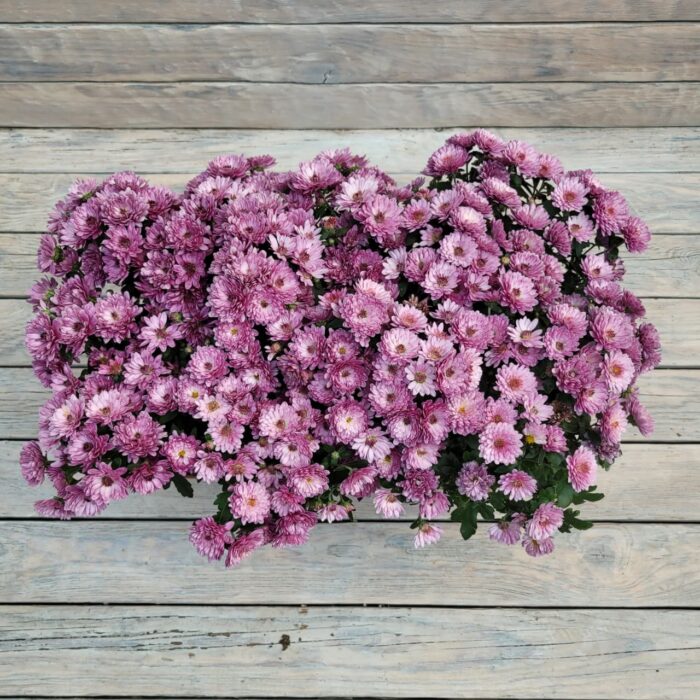 Хризантема Мультифлора балконный ящик 40 см — изображение 2