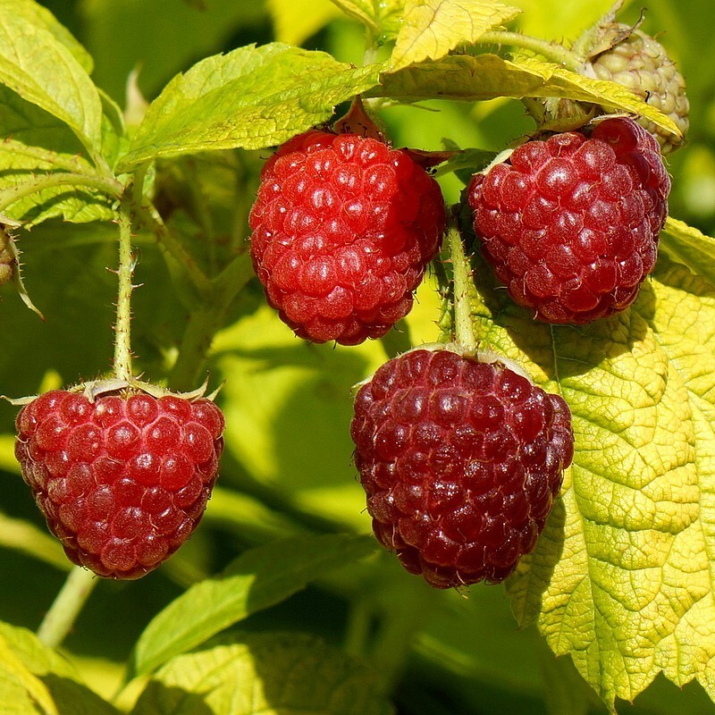 6374804337 Малина Груви "Groovy" d10 — изображение 1