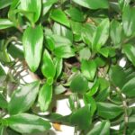 Традесканция Зеленая (комнатное) d12