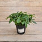 Шеффлера Ред Фрут d11