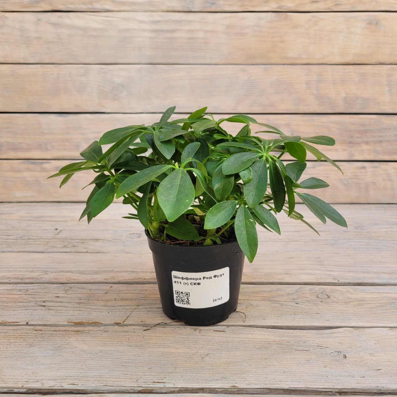 646f6815-efb0-4f7f-999f-f3d0df0d2468 Шеффлера Ред Фрут d11 — изображение 1