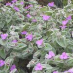 Традесканция Силламонтана кашпо d15