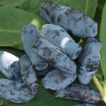 Жимолость Бакчарский великан "Bakcharsky Velikan" d9-10