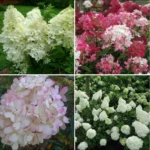 Гортензия метельчатая микс 10л