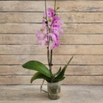 Фаленопсис d12   0609