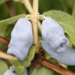 Жимолость Югана "Jugana" d9-10