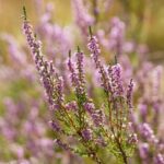 Вереск Пересвет "Peresvet" d9-10