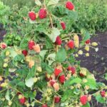 Малина Конёк-Горбунок d10