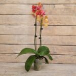 Фаленопсис низкий d9   0609