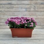 Хризантема Мультифлора балконный ящик 40 см