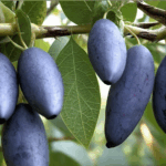 Жимолость Павловская 10л