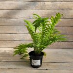 Нефролепис Елизавета d12