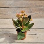 Каланхоэ d10