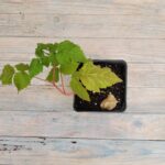 Малина ремонтантная Конёк(Конек)-Горбунок 2л — изображение 2