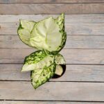 Аглаонема Вайт d10 — изображение 2