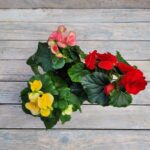 Бегония Элатиор d12 — изображение 2