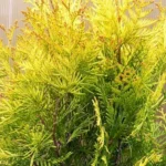 Туя западная Ауресценс d9-10