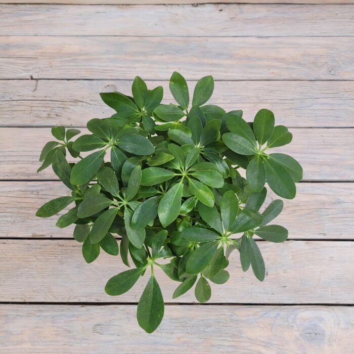 Шеффлера Ред Фрут d11 — изображение 2