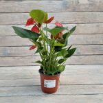 Антуриум Микс d12