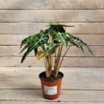 Алоказия Литл Фейри d11