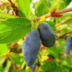 Жимолость Бореал Близзард "Boreal Blizzard" d9-10