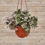 Традесканция Квадриколор кашпо d23