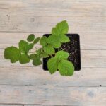 Малина Красная королева 2 л — изображение 2