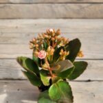 Каланхоэ d10 — изображение 2