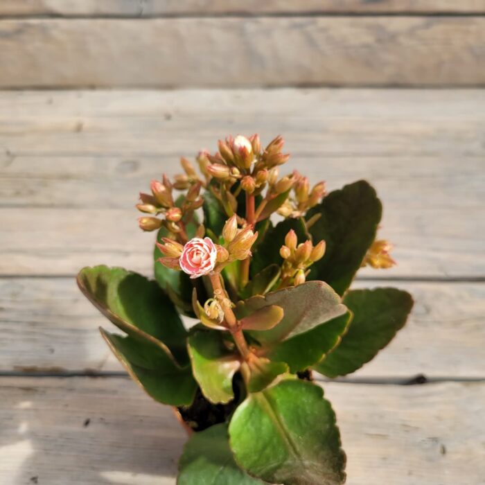 Каланхоэ d10 — изображение 2