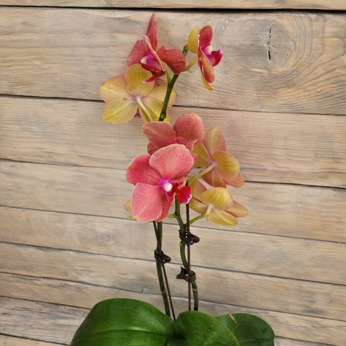 Фаленопсис низкий d9   0609 — изображение 2