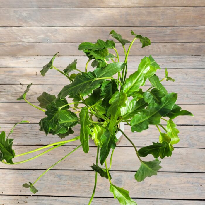 Алоказия Литл Ангел гидропоник d11 — изображение 2