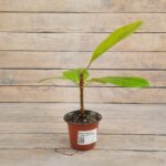 Фикус Баньян Голден d10